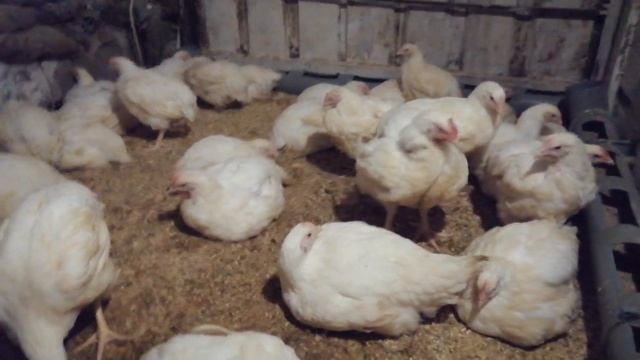 Купила Доминантов. смотреть онлайн
