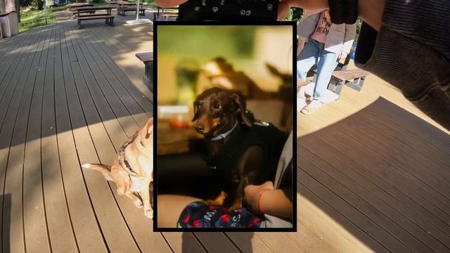 Кот - хозяин кафе, 9 лет в приюте, Чихуа чудом нашёл путь домой. Фотографирую на Viltrox 75mm 1.2 смотреть онлайн