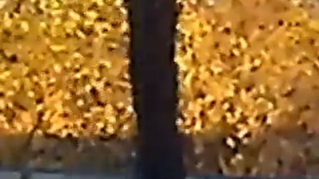 Семечка пошла! смотреть онлайн