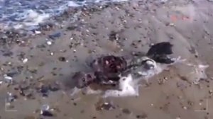 ТОП 7 НОВЫХ ВИДЕО ДОКАЗАТЕЛЬСТВ СУЩЕСТВОВАНИЯ РУСАЛОК.  Русалки снятые на камеру.