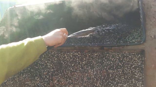 Вирощування грибів Глива Вешенка в домашніх умовах Підготовка сировини смотреть онлайн
