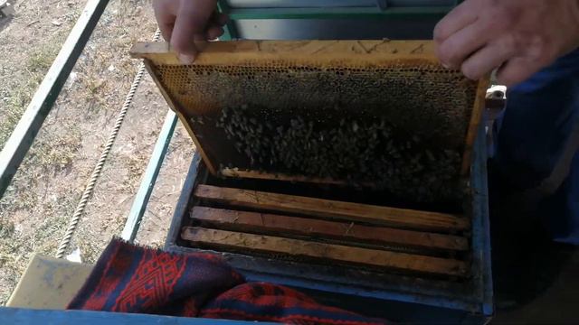 Сборка гнезда пчел на зиму. Работы с пчелосемьями в октябре в Краснодарском крае смотреть онлайн