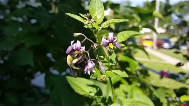 Что делать если человека укусил шершень?|реакция смотреть онлайн