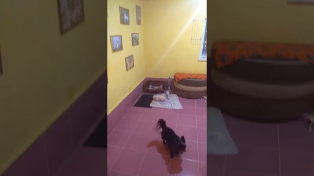 Теплые полы в вольере для чихуахуа смотреть онлайн