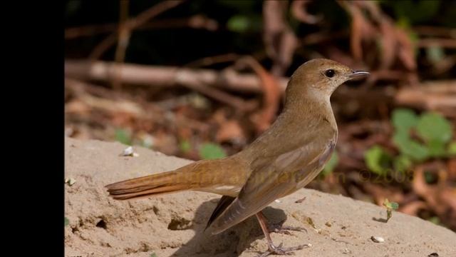 Best Nightingale NIGHT song: 2,5 hours of real-time recording NO LOOP смотреть онлайн