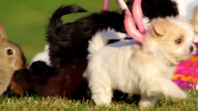 Пасхальные щенки смотреть онлайн