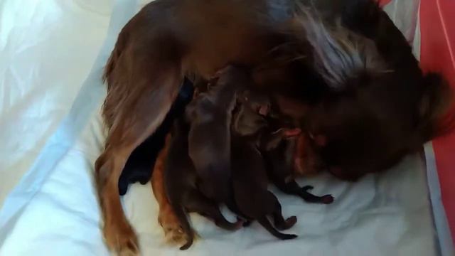 новорожденные той терьеры. Русский той. смотреть онлайн