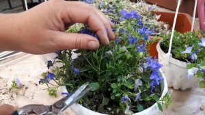 Обрезаем кампанулы после цветения.