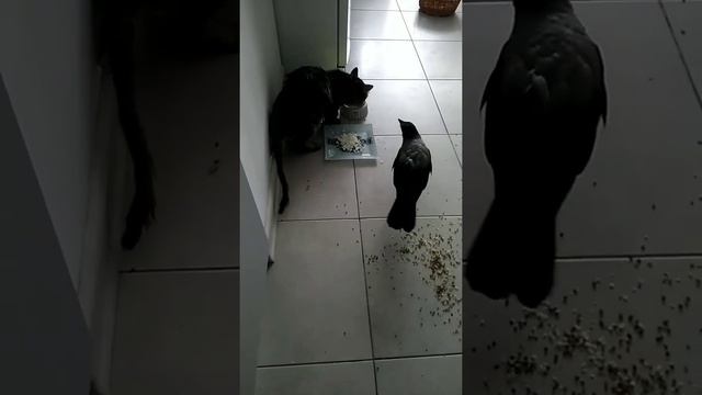 Ворона тащит за хвост кота смотреть онлайн