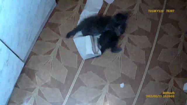 Тёма Слепой Кот и два брата котика 2 смотреть онлайн