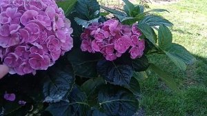 Гортензия крупнолистная обзор  сорта ,,Aisha" ( Аиша)