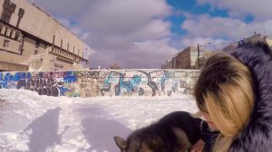 Не для слабонервных! СОБАКИ СЦЕПИЛИСЬ / вязка собак в первый раз