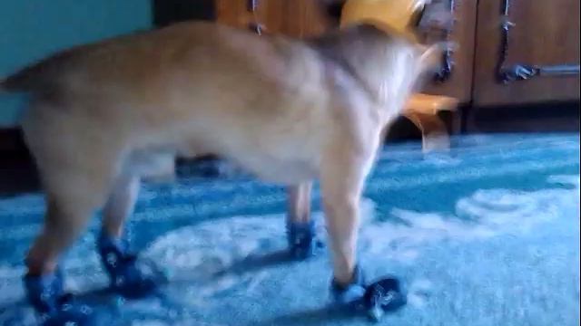 Чихуахуа Брюс в обновках:)