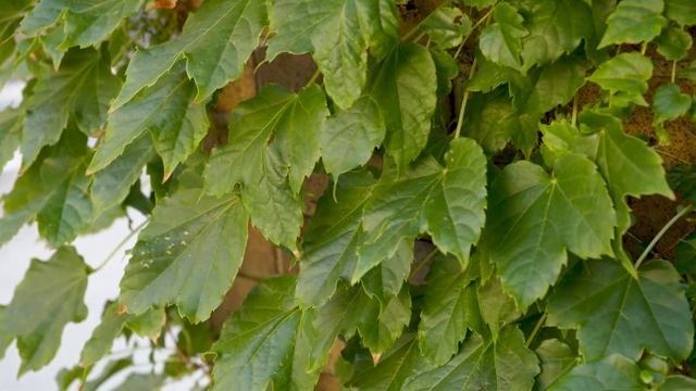 Parthenocissus tricuspidata - Boston Ivy смотреть онлайн