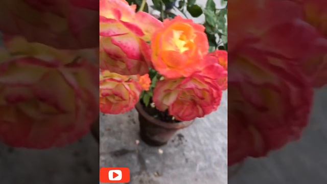 Free fertilizer for rose plant/ gulab ke liye super fertilizer by Terrace Gardening in hindi смотреть онлайн