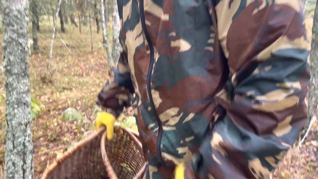 Грибной сезон 2021! Белые по березам ещё идут! Такого подосиновика вы ещё не видели!!!