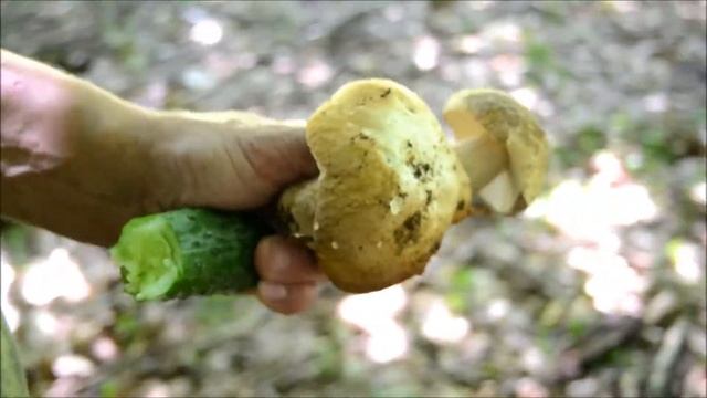 Отдых с детьми в лесу / В лес за грибами / Что взять с собой в лес смотреть онлайн