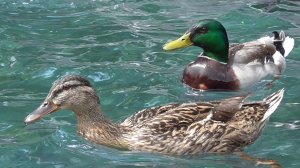 Две утки плавают в фонтане