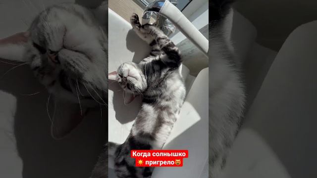Самое время понежится 🐈🤩 смотреть онлайн