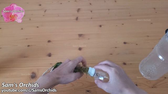 ➊➍Orchid in full water culture-hydroponic【Dendrobium aphyllum】 смотреть онлайн