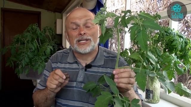 Что делать с переросшей рассадой? смотреть онлайн