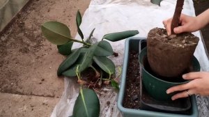 Размножение и омоложение Фикуса каучуконосного (Ficus elastica). Укоренение черенков.