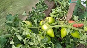 томат Пинк Хорн