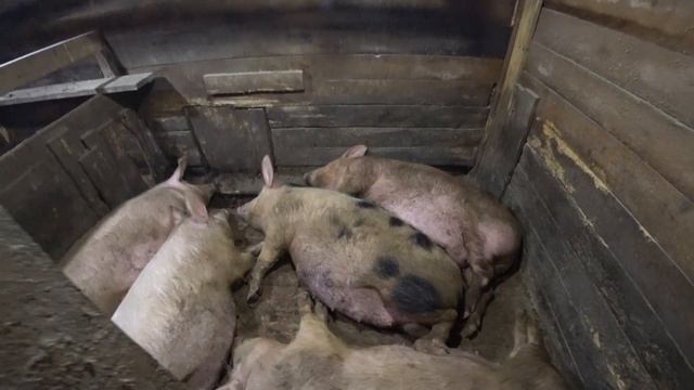 НАЧАЛО СТРОЙКИ. КЛЕТКИ ДЛЯ СВИНЕЙ! смотреть онлайн