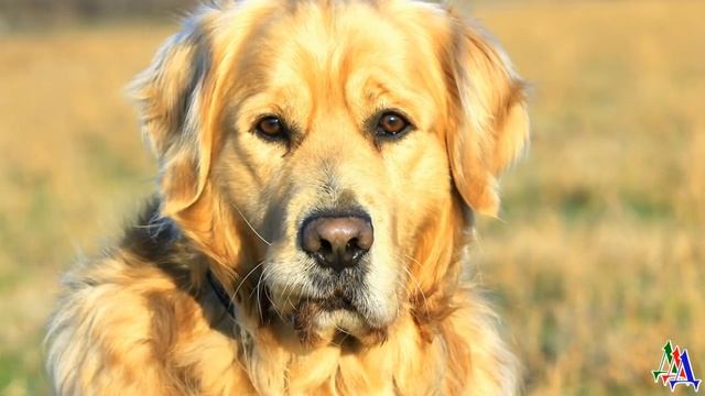 Беспородная 4. «Бабушка, мы собаку нашли у озера! Кажется, она потерялась и голодная!» смотреть онлайн