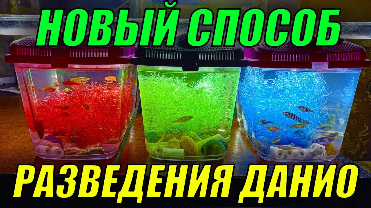 Новый способ разведения данио! Теперь будет много малька! смотреть онлайн
