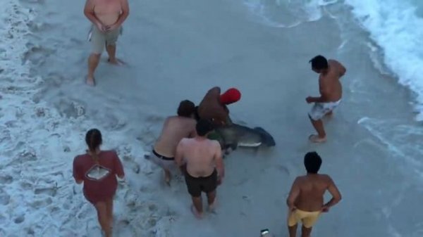 SHARK ATTACK! REAL Hammerhead Shark On the BEACH!