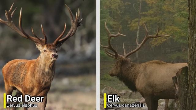 7 Of The Largest Deer Species In The World смотреть онлайн