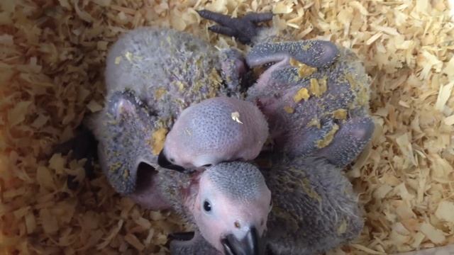 Ручные птенцы жако. Продажа жако.