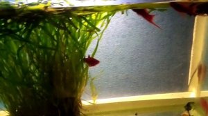 Содержание и разведение меченосцев