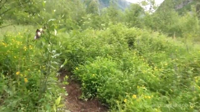 Алтай, Чулышман, водопад Учар / Altai, Chulyshman, Uchar waterfall, shaman song смотреть онлайн