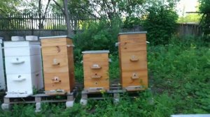 Перестановка ульев. Противороевые методы. Роение пасеки.