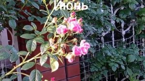 Роза "Камелот". Вспоминаем лето 2022.