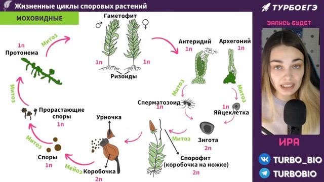 Жизненные циклы споровых растений