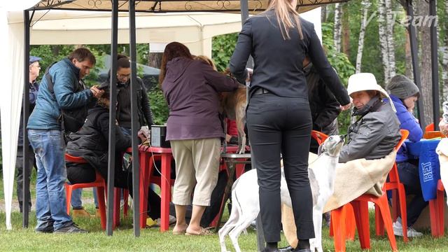 Специализированная выставка НКП УИППЕТ ранга ПК. 03.06.17. Кобели. Класс Чемпионов НКП. смотреть онлайн