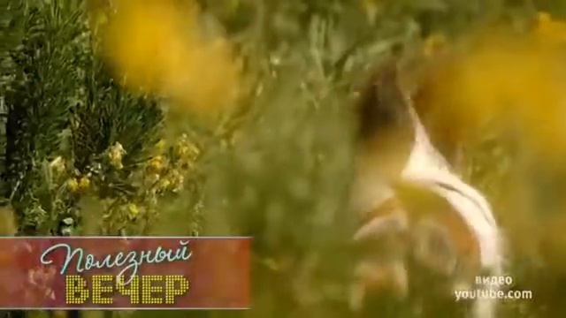 Собаки и кошки вернулись с дачи Советы ветеринара смотреть онлайн