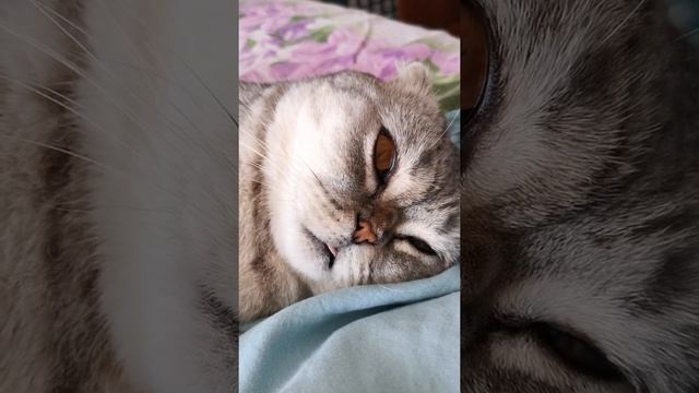 Sleeping Cat. Dreams. Кошка спит и что-то снится. смотреть онлайн