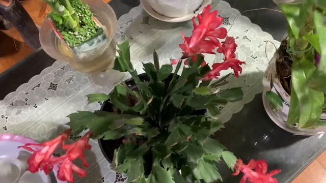 Sáng 20/1 chốt đơn các tỉnh miền Bắc đến 3h chiều. mai vàng,mai đỏ, trà,denro 0393873266, 039440414 смотреть онлайн