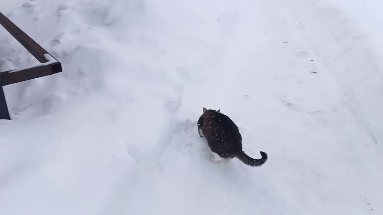 Проверка все зоны в деревне семёновском зимой