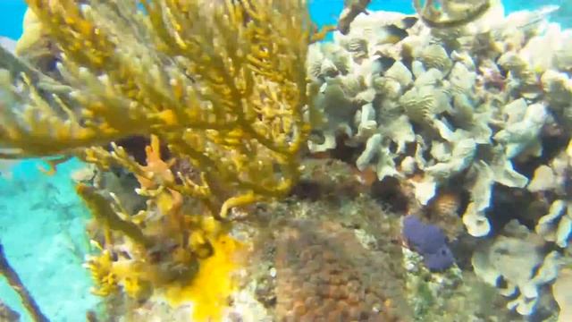 Snorkeling at Maria la Gorda, Cuba смотреть онлайн
