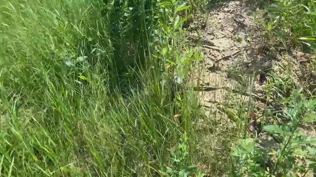 СКОЛЬКО МОЖНО ЗАРАБОТАТЬ,СОБИРАЯ АЛЮМИНИЕВЫЕ БАНКИ ЗА 2 ЧАСА? смотреть онлайн