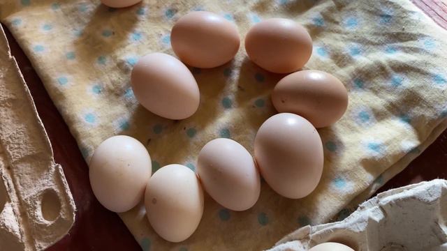 🇺🇦Купить инкубационное яйцо Мясные мини куры п77 п76 смотреть онлайн