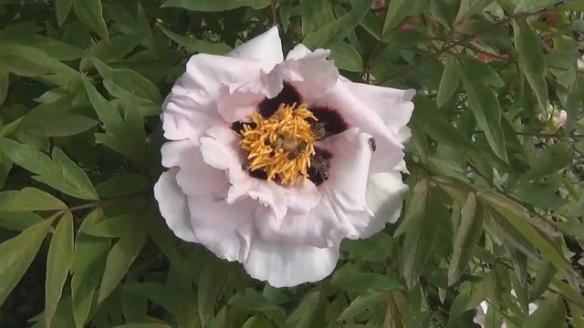 Просто цветы. смотреть онлайн