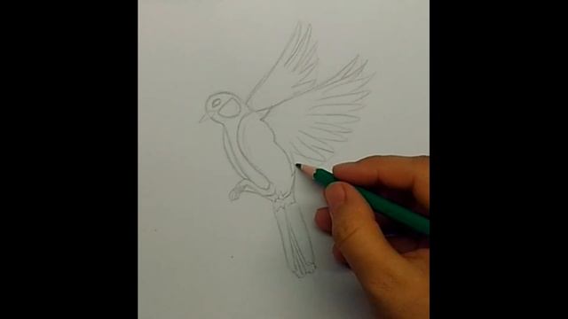 Как нарисовать синицу в полете Синица карандашами смотреть онлайн