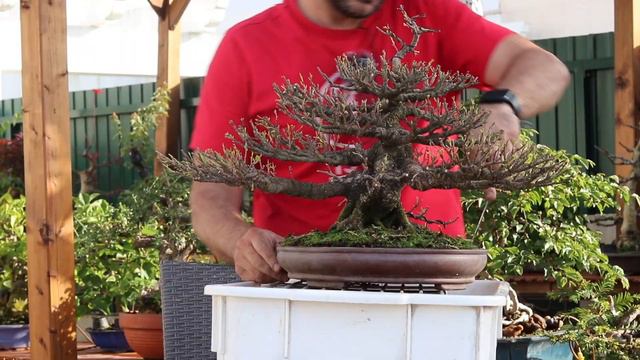 Ficus Tiger Bark (grande) - Desfolha, poda, transplante e corte de enxertos de raiz смотреть онлайн