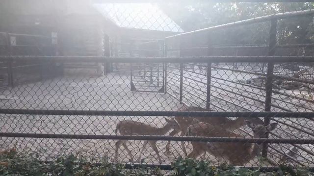 Николаевский зоопарк. Козлики, косули, птицы...17.09.21 смотреть онлайн